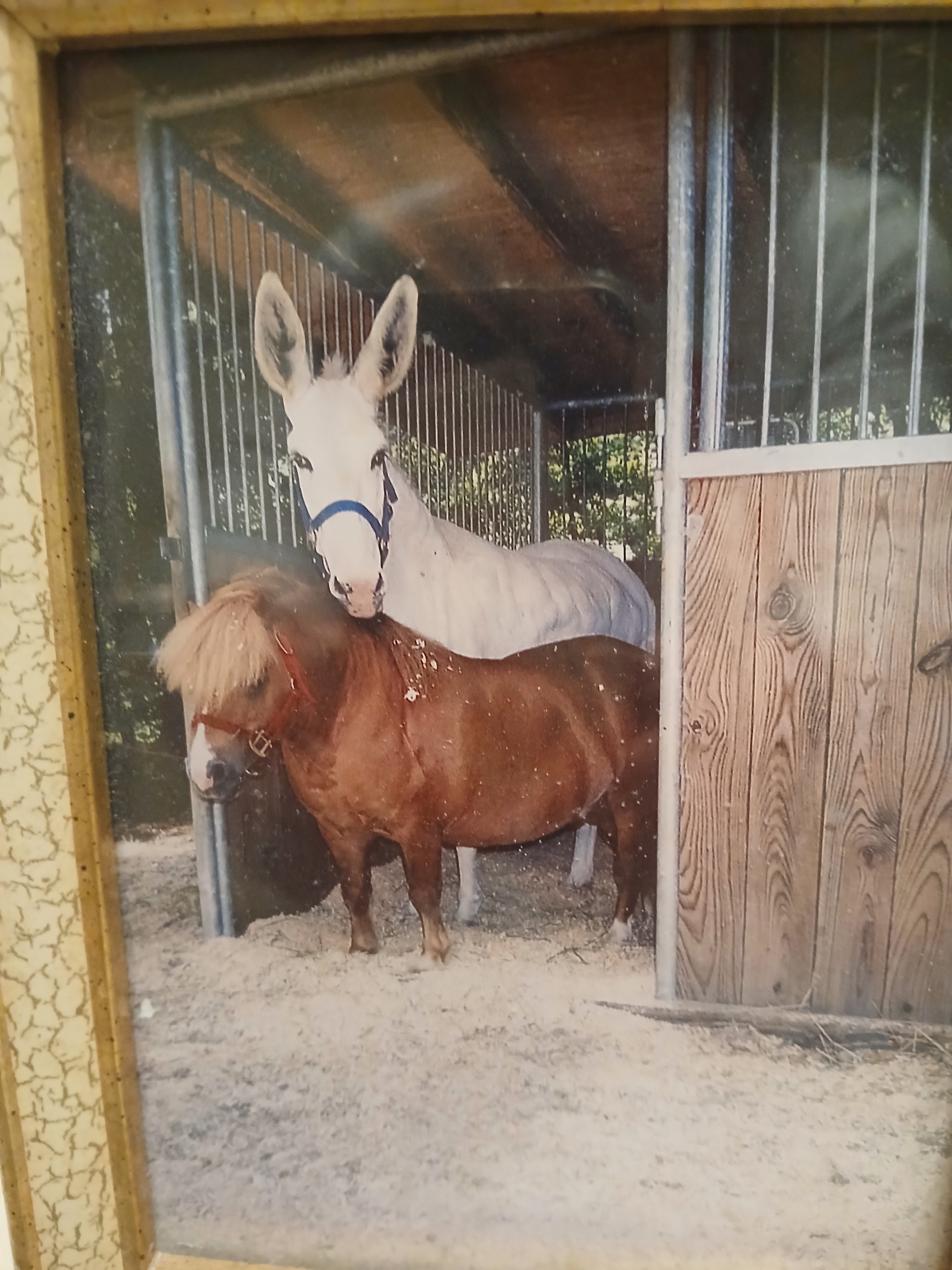 Horse & Livestock Care